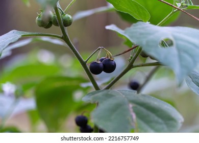 Berries Plant Nightshade Black Growth In Forest Close Up. Solanum Nigrum Weed Of Fruit Spherical Ripening On Lush Racemes. In Folk Medicine Used As Expectorant And Diuretic. Nightshade Bush In Autumn.