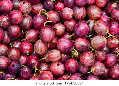 Berries of red juicy gooseberry close-up. Fresh gooseberries as a background. Gooseberry harvest.