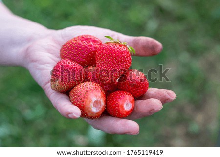 Similar – Image, Stock Photo strawberry season Food