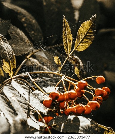 Similar – Image, Stock Photo Close-up of red berries and leaves of schinus molle in nature