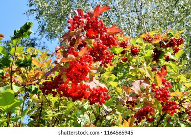 Vegetal Art La Minute Jardin Sur France Bleu Berry Societe D