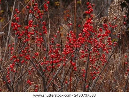 The berries of Winterberry, Ilex verticillata, in late fall growing at the  Five Rivers Environmental Center in Delmar, New York. Winterberry is a deciduous  holly.