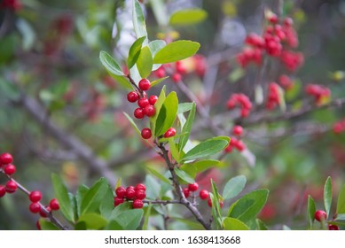 Berries of the wolf's bast plant. Daphne mezereum. Large planks of red poisonous berries.