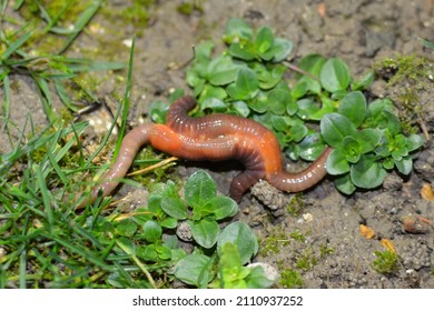 Berru, FRANCE On December 31, 2021 : Earthworm Mating.