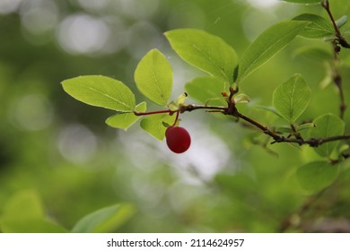 Berry - Bear Mountain New York