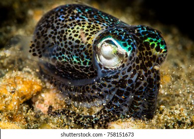 Berry Bobtail Squid