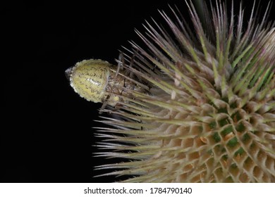 A Berry Bug Feeding On Fuller's Teasel (Dolycoris Baccarum, Family Pentatomidae)