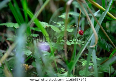 Similar – Forest strawberries in grass