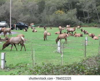 Berry Glen, CA / USA - November 3, 2015: A Herd Of Wild Elk Roam A Green Grassy Field In Northern California Neighborhood Just Outside Prairie Creek Redwoods State Park. 