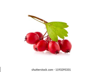 Berry Hawthorn With Leaf Isolated
