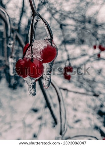 Berry immobility of ice captivity