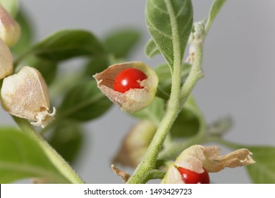 Berry auf einer Ashwagandha-Pflanze, Somnifera