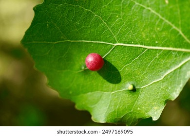 A berry on a leaf