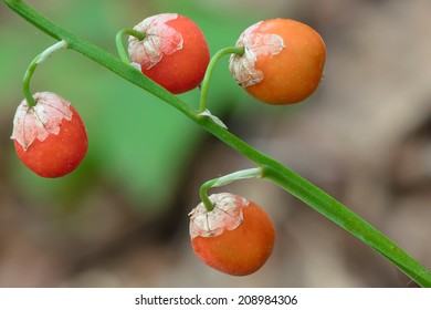 Berry Seed Of Convallaria Majalis