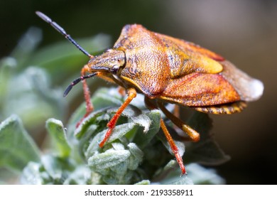 Berry shield, or berry bug (lat. Dolycoris baccarum)