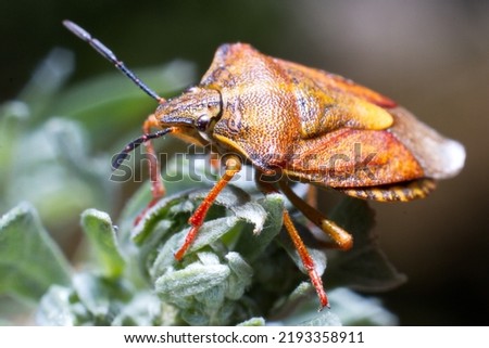 Berry shield, or berry bug (lat. Dolycoris baccarum)