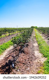 Berry Tree In A Modern Blue Berry Farm 