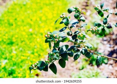 Berry Tree In A Modern Blue Berry Farm 