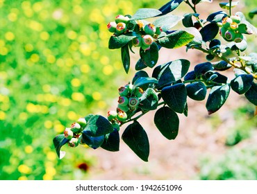 Berry Tree In A Modern Blue Berry Farm 