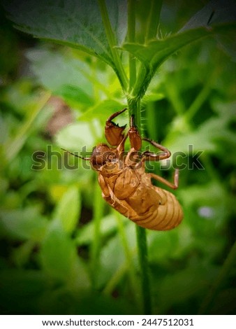 Bertam,Penang, Malaysia March 7, 2024:A cicada shell found on the stem of praxelis clematidae plant near the dry pond of Bandar Putra Bertam, Kepala Batas Penang.Moult of cicada,cicada slough,chantui.