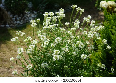 Berteroa incana is a species of flowering plant in the mustard family, Brassicaceae. Its common names include hoary alyssum, false hoary madwort, hoary berteroa, and hoary alison. Berlin, Germany 