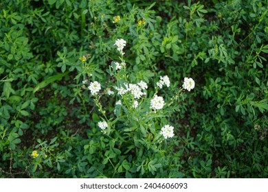 Berteroa incana is a species of flowering plant in the mustard family, Brassicaceae. Its common names include hoary alyssum, false hoary madwort, hoary berteroa, and hoary alison. Berlin, Germany 