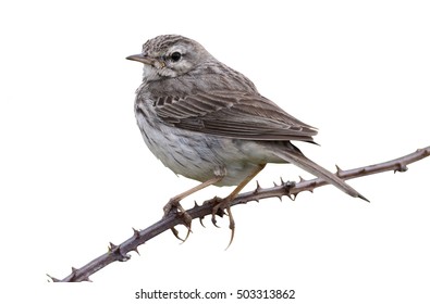 Berthelots Pipit, Anthus Berthelotii Maderensis, Single Bird On Perch, Madeira, March 2016