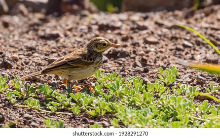 Berthelots Pipit On Canary Island La Gomera