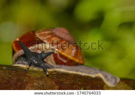 Similar – Garden snail IV Leaf