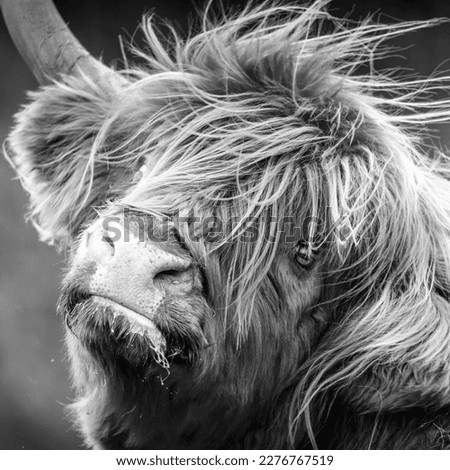 Bertie the highland cow who was happy to pose for his portrait.