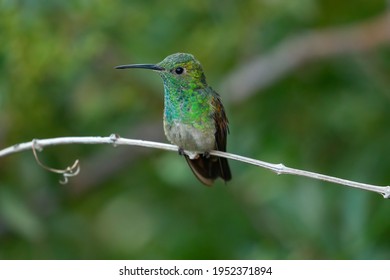 Berylline Hummingbird live in Mexico  - Shutterstock ID 1952371894