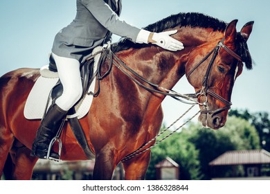 Best Animal. Professional Male Rider Stroking His Horse While Sitting On Its Back