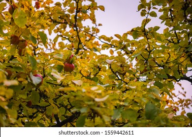 The Best Apple Farm In Skandinavian . Apple In Autumn Season In Hardanger Norway. Nice For Travel Background And Farm Background