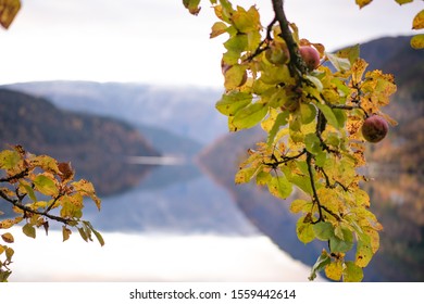 The Best Apple Farm In Skandinavian . Apple In Autumn Season In Hardanger Norway. Nice For Travel Background And Farm Background