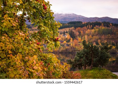 The Best Apple Farm In Skandinavian . Apple In Autumn Season In Hardanger Norway. Nice For Travel Background And Farm Background