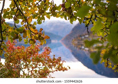 The Best Apple Farm In Skandinavian . Apple In Autumn Season In Hardanger Norway. Nice For Travel Background And Farm Background