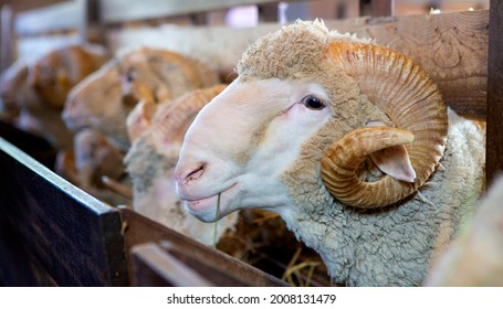 The Best Breed Of Sheep On The Farm