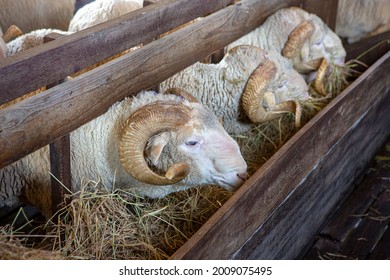 The Best Breed Of Sheep On The Farm