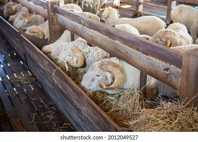 The Best Breed Of Sheep On The Farm