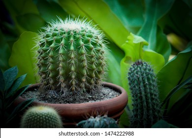 The Best Cactus Images And Pictures For Your Projects. HD Quality, No Attribution Required, Free For Commercial Use.