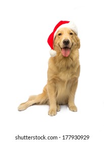best christmas gift cute golden retriever dog isolated in white background with clipping path