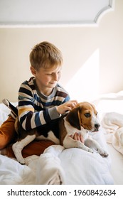 Best Dog Breeds for Kids, Good Family Dogs. Introducing Puppies and Children. Cute little Beagle puppy and kid boy playing in bed at home