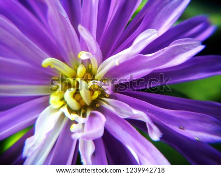 Best Flower Wallpapers Natural Original Hd Stock Photo Edit Now