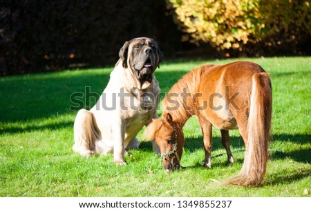 Best frends- big dog and little horse