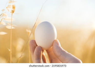 The best fresh, natural and organic free-range chicken egg in the world. Free-range eggs in the hands of farmers. Brown chicken egg from free-range chickens. hand holding egg in nature background  - Powered by Shutterstock