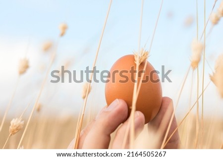 The best fresh, natural and organic free-range chicken egg in the world. Free-range eggs in the hands of farmers. Brown chicken egg from free-range chickens. hand holding egg in nature. brown egg