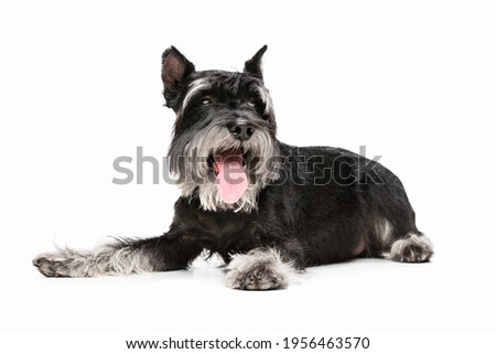Best Friend. Cute sweet puppy of Miniature Schnauzer dog or pet posing isolated on white background. Concept of motion, pets love, animal life. Looks happy, funny. Copyspace for ad. Playing, running.