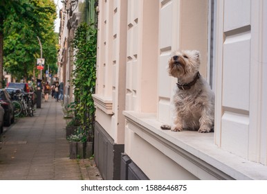 The best friend of a human. Cute white fluffy dog sitting on windowsill, waiting an owner, puting nose forwrd trying to smell its person.