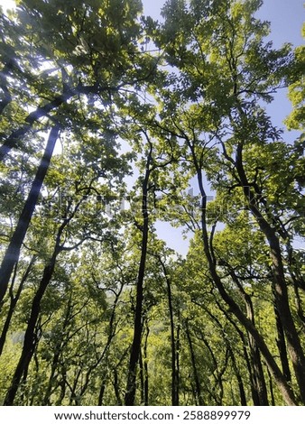 Similar – Image, Stock Photo my friend, the tree!