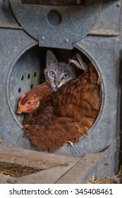 Best friends cat and hen incubating eggs